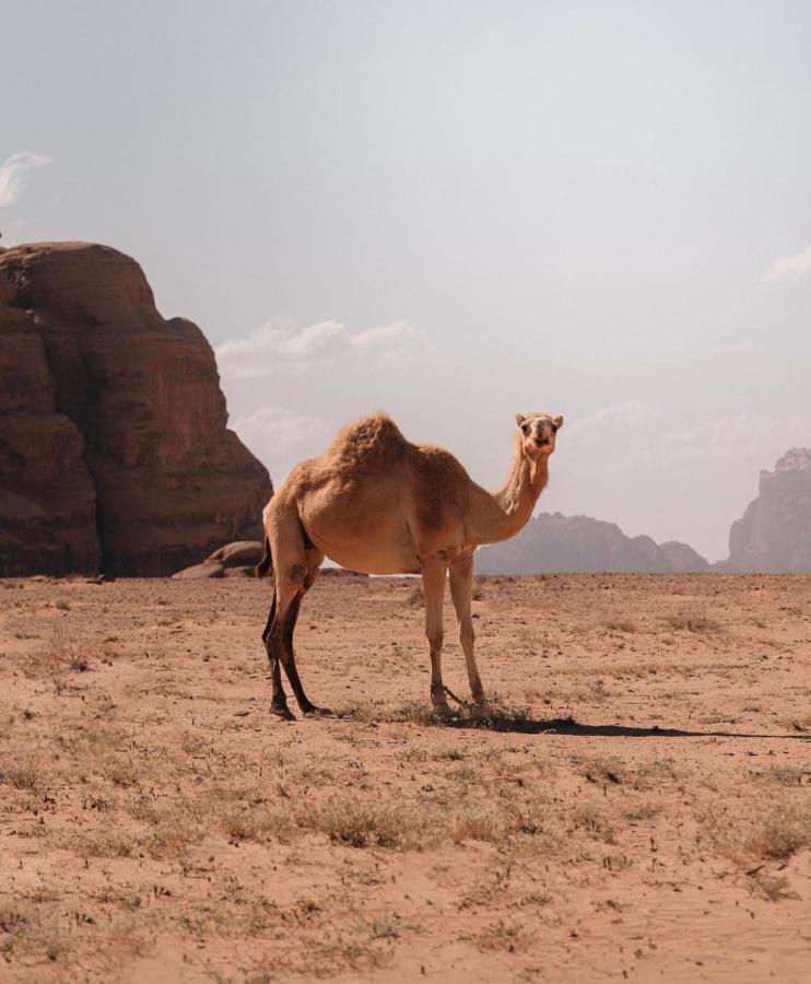 Rum Crystal Luxury Camp Wadi Rum Esterno foto